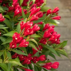 Weigela florida Slingco1