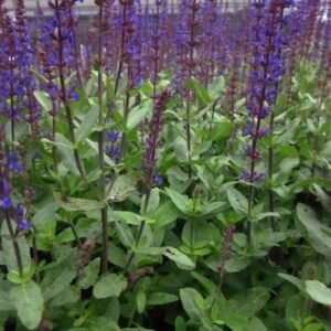Salvia Nemorosa 'Caradonna'