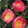 Paeonia Lactiflora ' Bowl Of Beauty' #2 [W0]