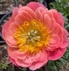 Paeonia Lactiflora ' Coral Sunset' #2 [W0]