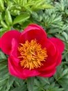Paeonia Lactiflora ' Flame' #2 [W0]