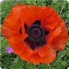 Papaver Orientalis 'Allegro'
