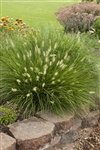 Pennisetum Alopecuroides 'Little Bunny'
