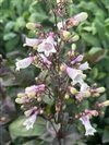 Penstemon Digitalis 'Dark Towers'