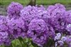 Phlox Paniculata 'Wg Fashionably Early Flamingo'