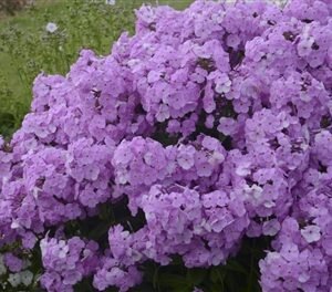 Phlox Paniculata 'Wg Fashionably Early Princess'