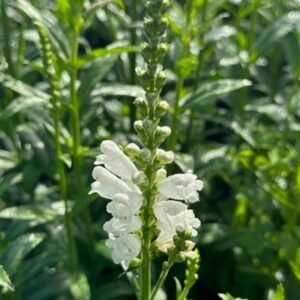 Physostegia Virginiana 'Miss Manners'