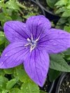 Platycodon Grandiflorus 'Astra Blue'