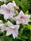 Platycodon Grandiflorus 'Astra Pink'