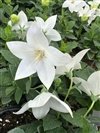 Platycodon Grandiflorus 'Astra White'
