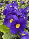 Primula Eliator 'Crescendo Blue Shades'