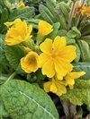 Primula Eliator 'Crescendo Golden'