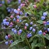 Pulmonaria x 'Pw Pink-A-Blue'