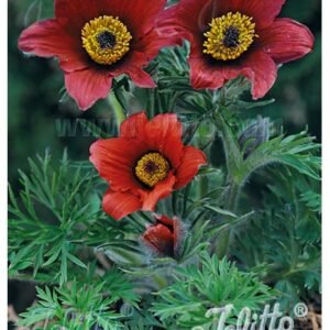 Pulsatilla Vulgaris 'Red Bells' ()