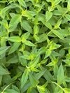Pycnantheum Muticum
