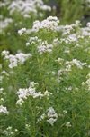 Pycnantheum Virginianum