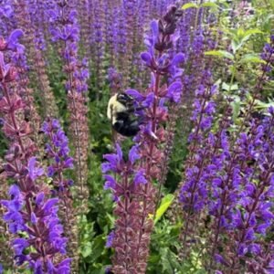 Salvia Nemorosa 'Aprilnacht'