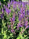 Salvia Nemorosa 'Wg Bumbleblue'