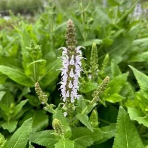 Salvia Nemorosa 'Wg Bumblesky'