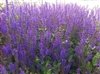 Salvia Nemorosa 'Mainacht'