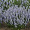 Salvia Nemorosa 'Pw Profusion Perfect'