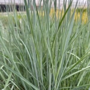 Schizachyrium Scoparium 'The Blues'