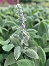 Stachys Byzantina 'Helene Von Stein'