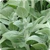 Stachys Byzantina 'Silver Carpet'