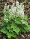 Tiarella Cordifolia