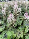 Tiarella Cordifolia 'Sugar And Spice'