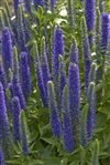 Veronica Spicata 'Royal Candles'