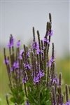 Verbena Stricta